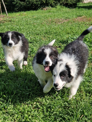 De La Cité Des Peintres - Border Collie - Portée née le 18/08/2022