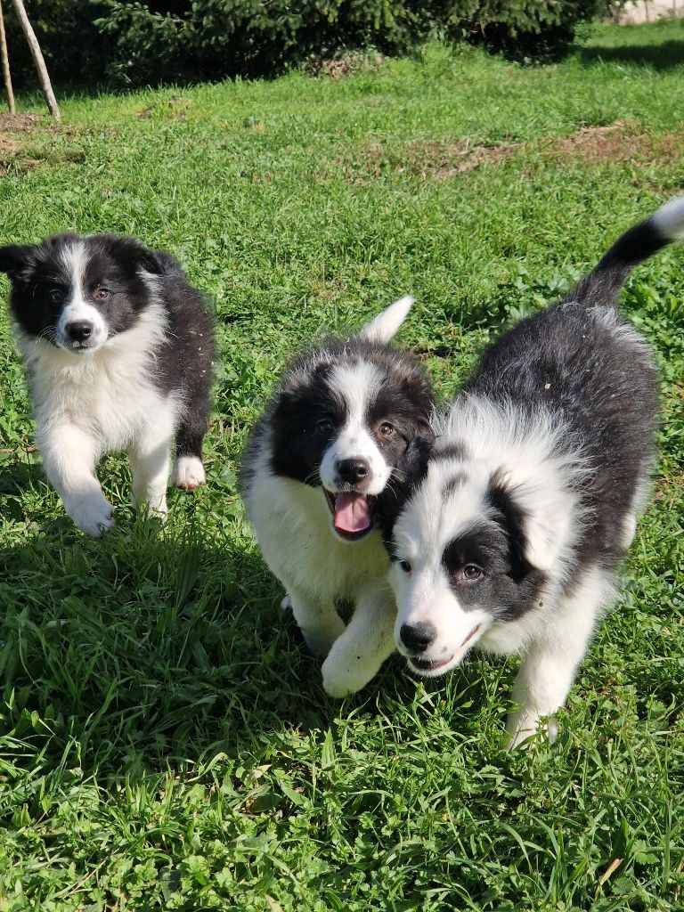 chiot Border Collie De La Cité Des Peintres