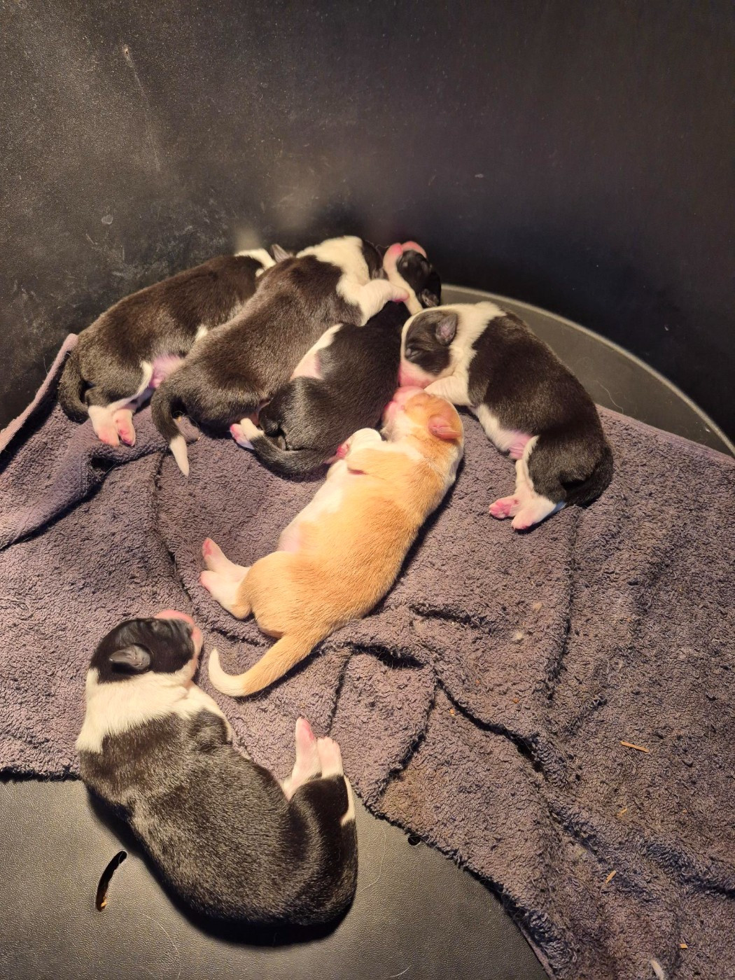 De La Cité Des Peintres - Chiots disponibles - Border Collie