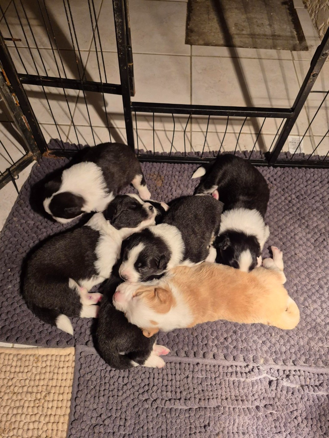 De La Cité Des Peintres - Chiots disponibles - Border Collie