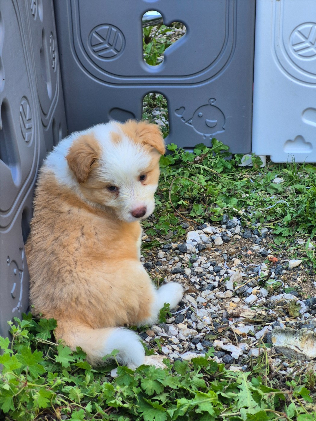 De La Cité Des Peintres - Chiots disponibles - Border Collie