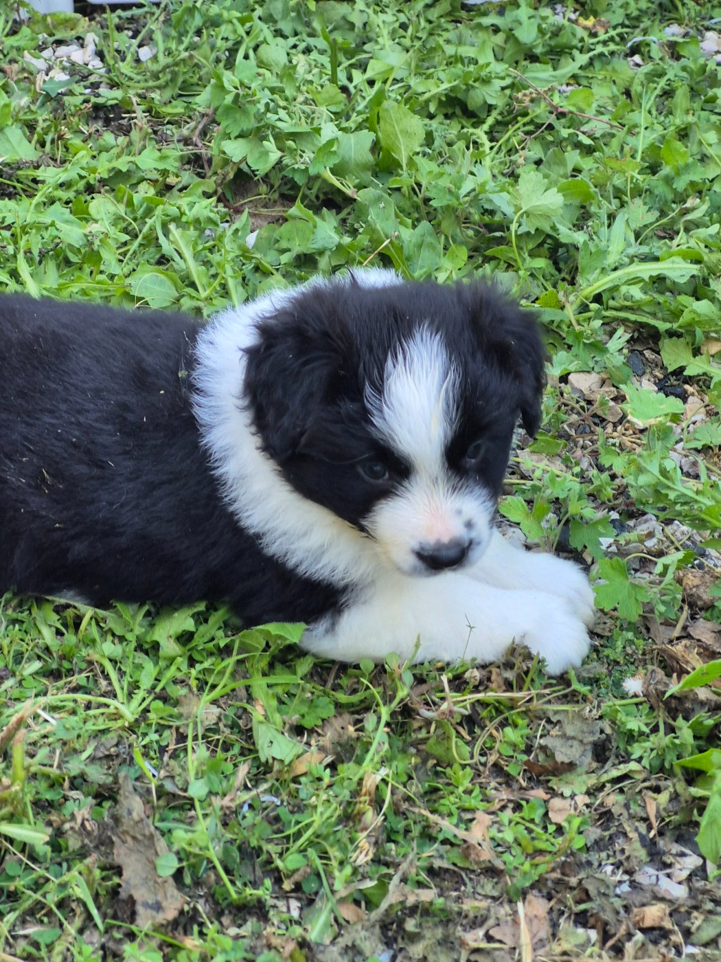 De La Cité Des Peintres - Chiots disponibles - Border Collie