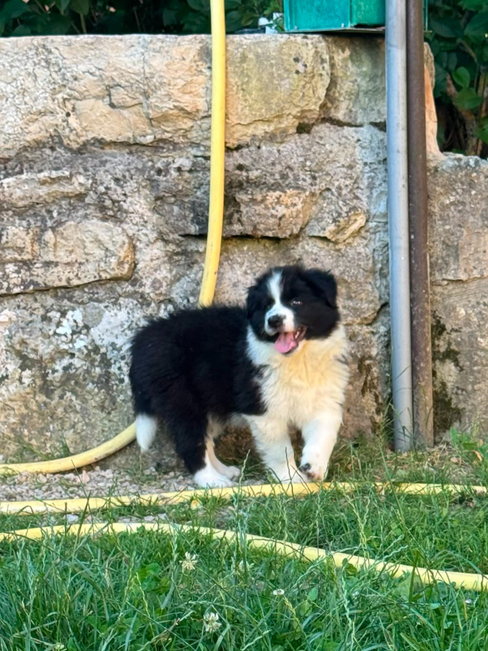 De La Cité Des Peintres - Chiots disponibles - Border Collie