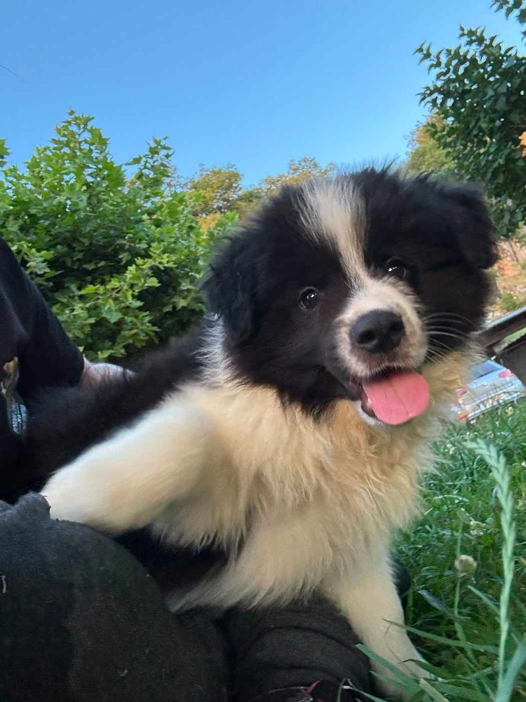 De La Cité Des Peintres - Chiots disponibles - Border Collie